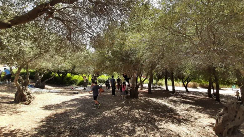 מסיק יהודי בקפסולה משפחתית