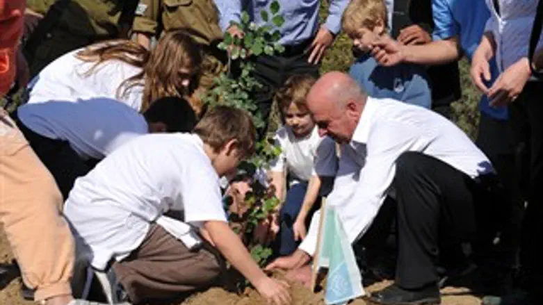 נוטע. וילנאי