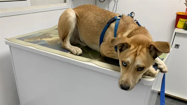 אופי חזק וטוב