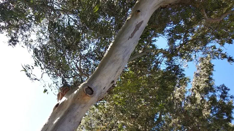 לכל עץ האופי שלו