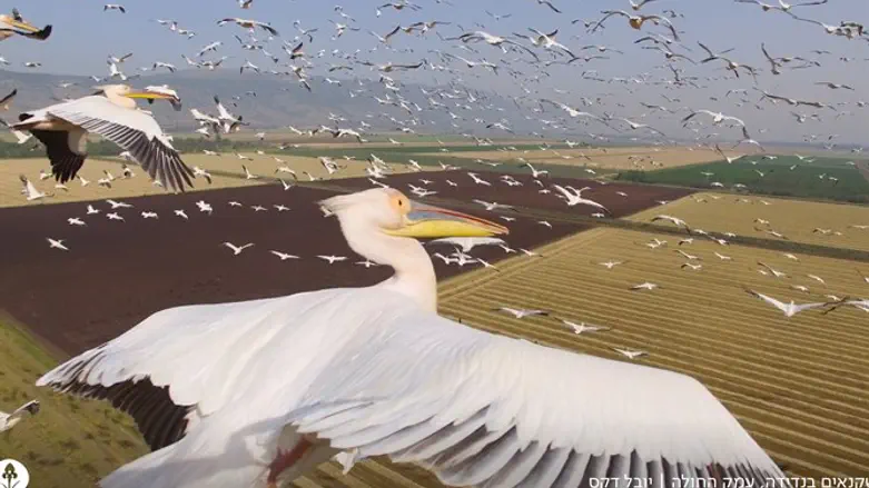 שקנאים בנדידה