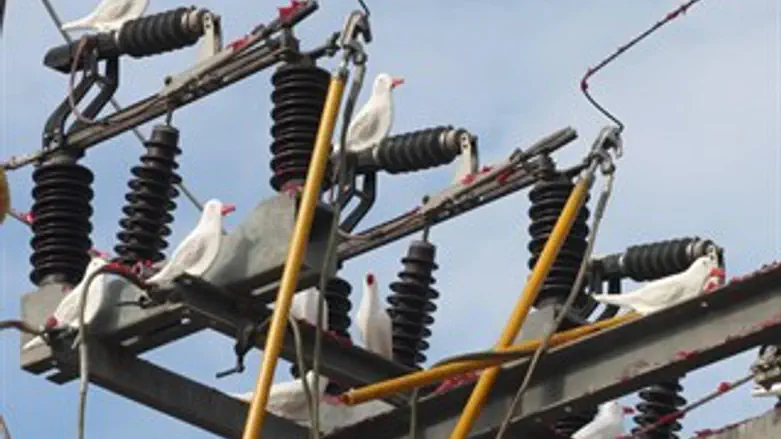 אלו לא יונים, אלו שומרות מיונים