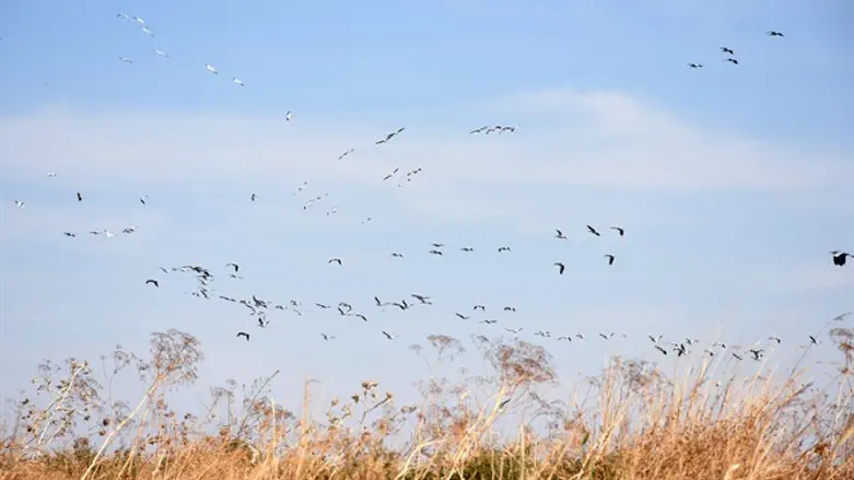 נדידת צפרים בעמק