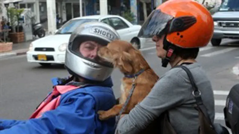 "לחילונים נולדים כלבים"