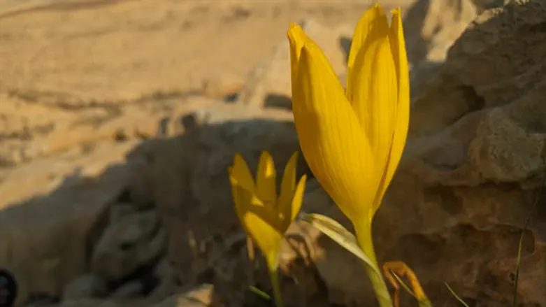 חלמונית בירוחם