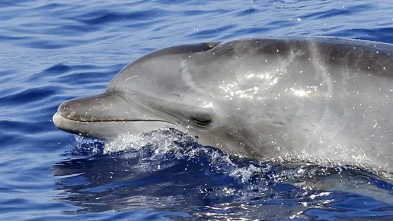 דולפין עם צלקות מתקיפת כריש 