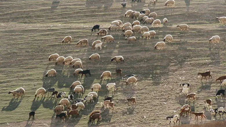 צאן כבשים. ארכיון