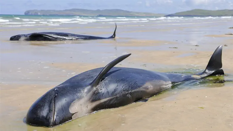 התושבים נרתמו לעזרה