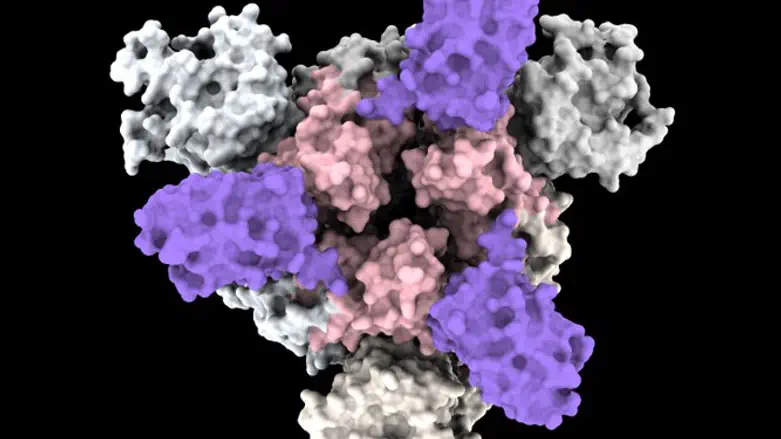 ננו נוגדנים (בסגול) מתיישבים על הספייק של וירוס הקורונה