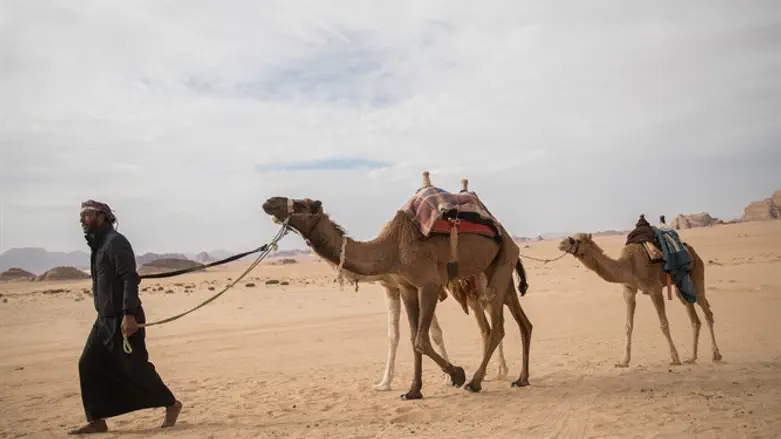 גמלים במדבר