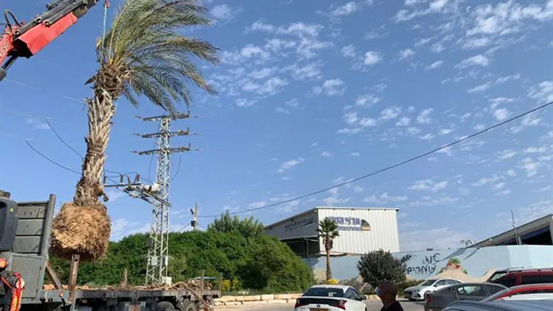 עץ הדקל מגוש קטיף מגיע לטנא עומרים