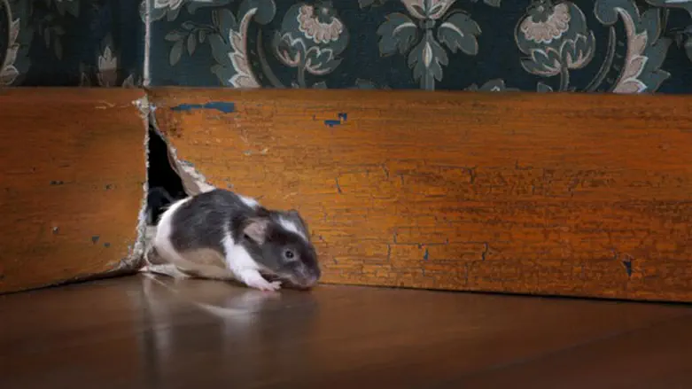 לכידת עכברים