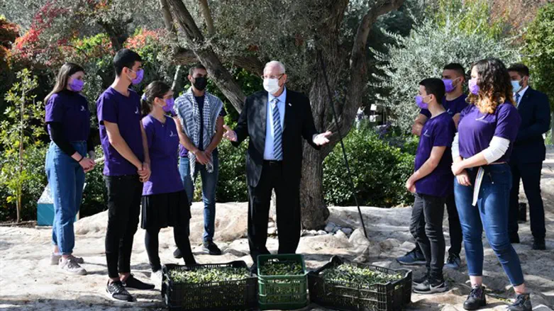 הנשיא במסיק הזיתים