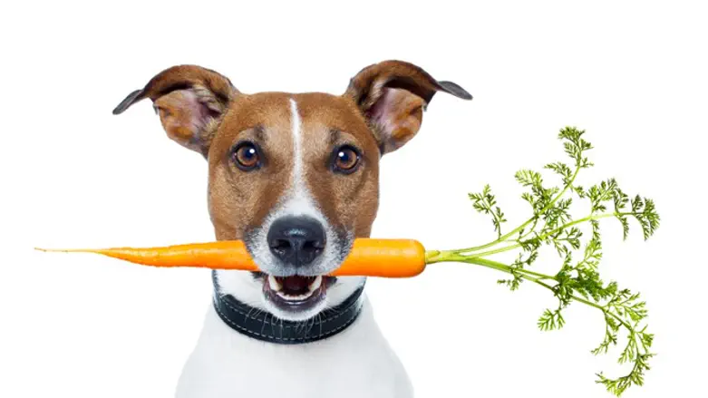 dog food