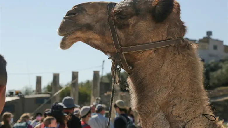 גמל ורבבות מבקרים בפורום של סבסטיה.