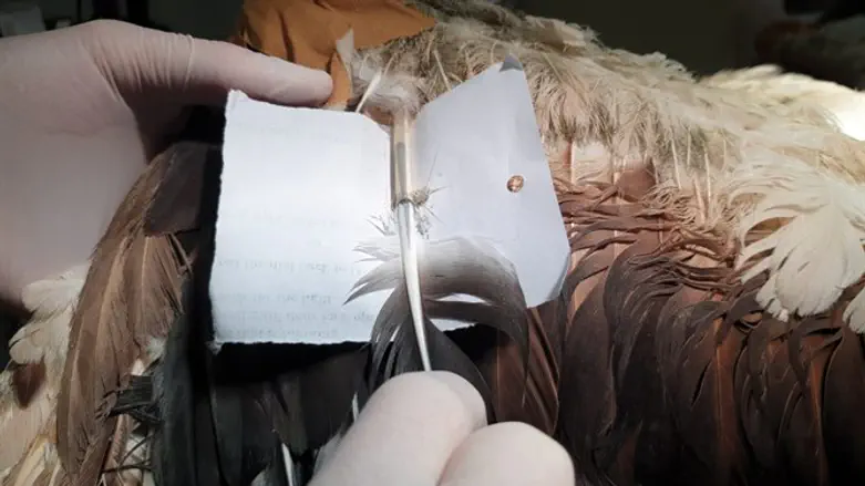 צפור שנפגעה