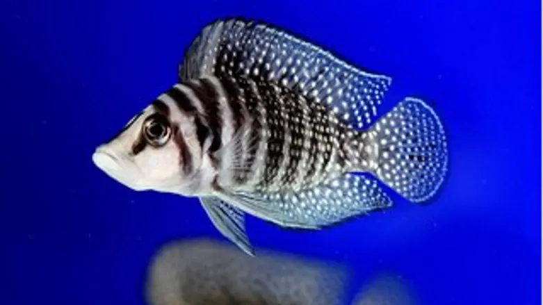 תרופה חדשה?