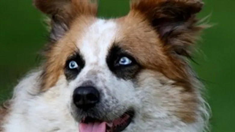 טיפול או קנס