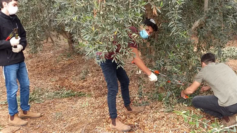 פועלים בשטח