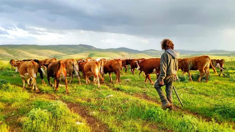 עדר נגנב בהר חברון, ארכיון