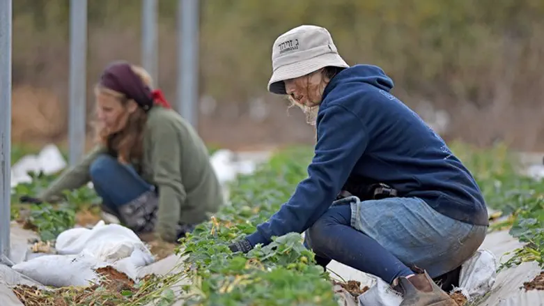 אולפנת רגבים 