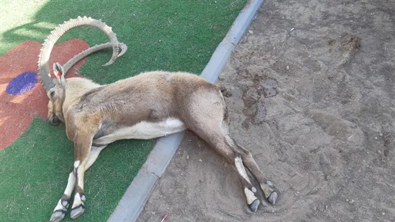 גופת היעל בגן השעשועים