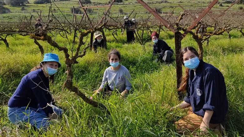 הקומונריות בכרם