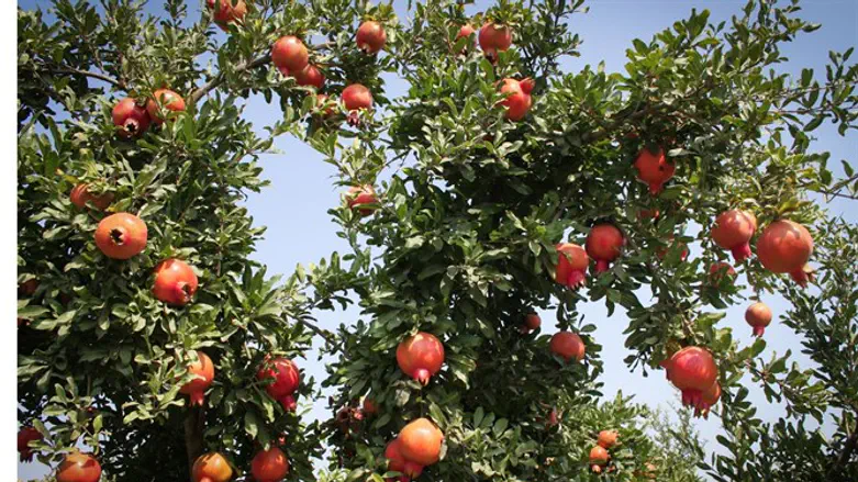 Pomegranate tree
