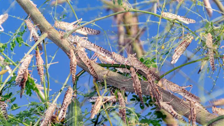 locusts