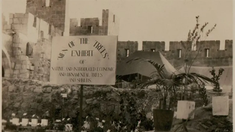  נטיעות  עבר במגדל דוד