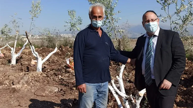 עצי זית לזכר נפטרי הקורונה