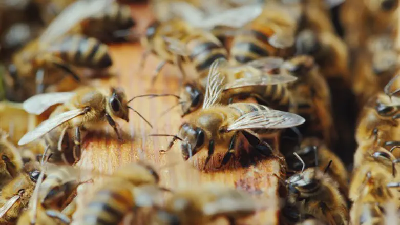 Следуя за королевой