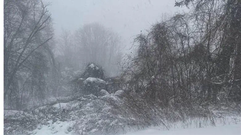 Snow, NYC 2021
