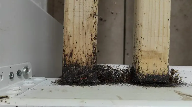 מה הם פשפשי המיטה