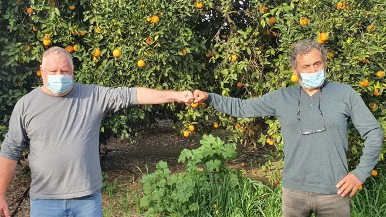 פרג'ון וגרין